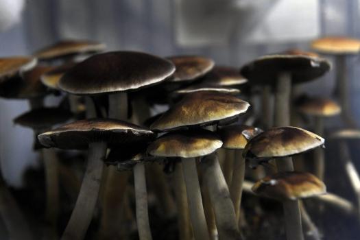 mushrooms for nerve pain